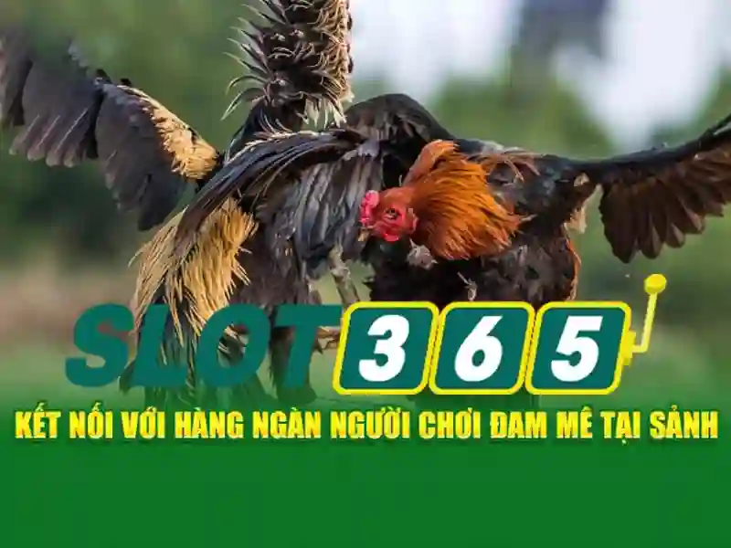 Trải nghiệm người dùng và phản hồi cộng đồng