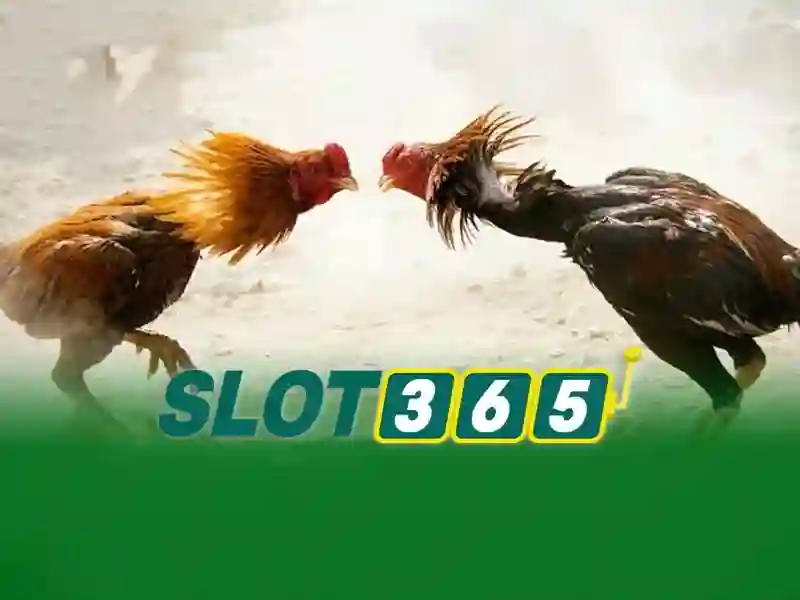 Slot365: Nền tảng slot trực tuyến nổi bật cho người chơi Việt