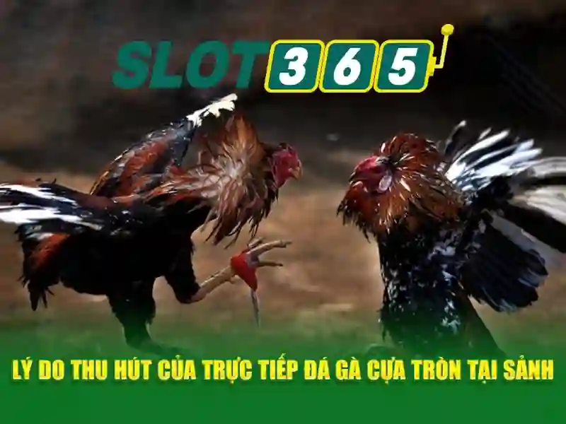 Slot365: Trải nghiệm casino slot trực tuyến an toàn và hấp dẫn