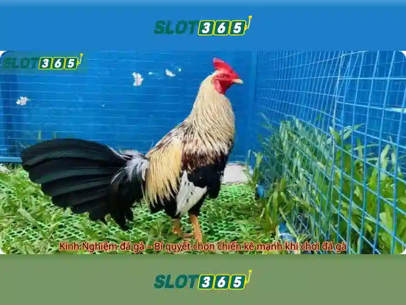 Slot365 là nền tảng slot trực tuyến phổ biến tại Việt Nam